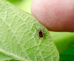 Lyme Disease is on the Rise in the U.S.